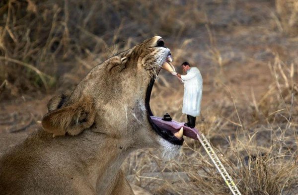 A man in a lab coat is hilariously holding a lion's mouth.