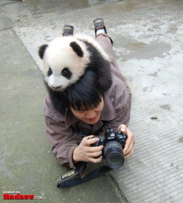 A bizarre sight of a man with a panda bear atop his head in WTF Japan.