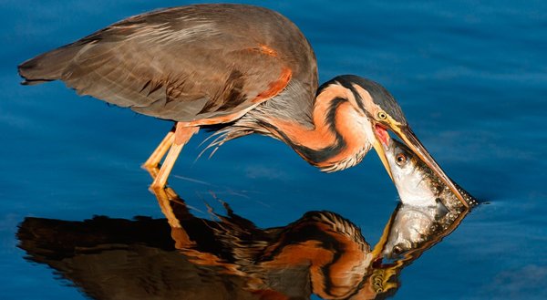 A bird showcasing a fish, providing cool pics to brighten your Saturday.