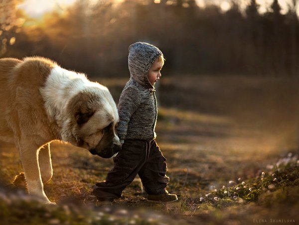A little boy is walking cheerfully next to a large dog, offering plenty of cool pics to brighten your Saturday.