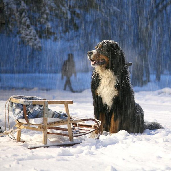 A cool dog sleds in the snow, providing Saturday pics.