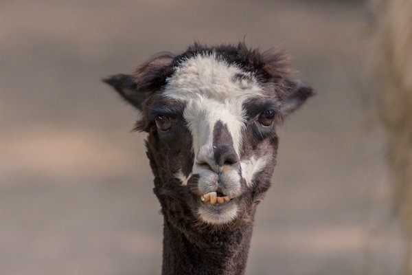 A monochrome llama gazes at the camera, offering plenty of cool pics to brighten your Saturday.