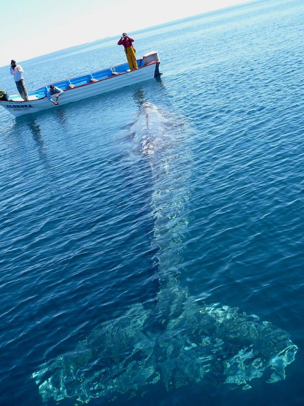 A humpback whale with plenty of cool pics in the water to brighten your Saturday.