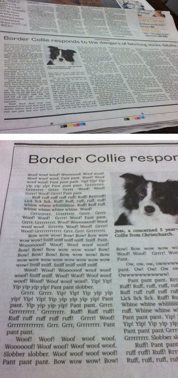 A newspaper article about a remarkable border collie.