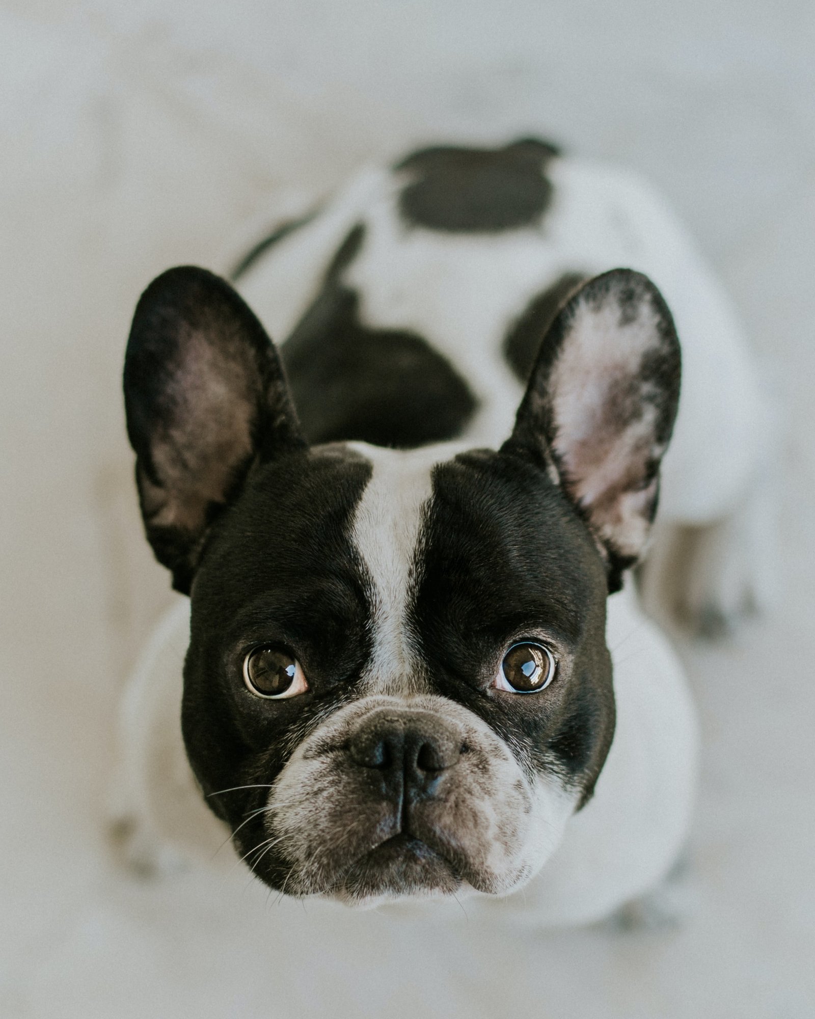 A French Bulldog, manly dog breed, gazing at the camera.