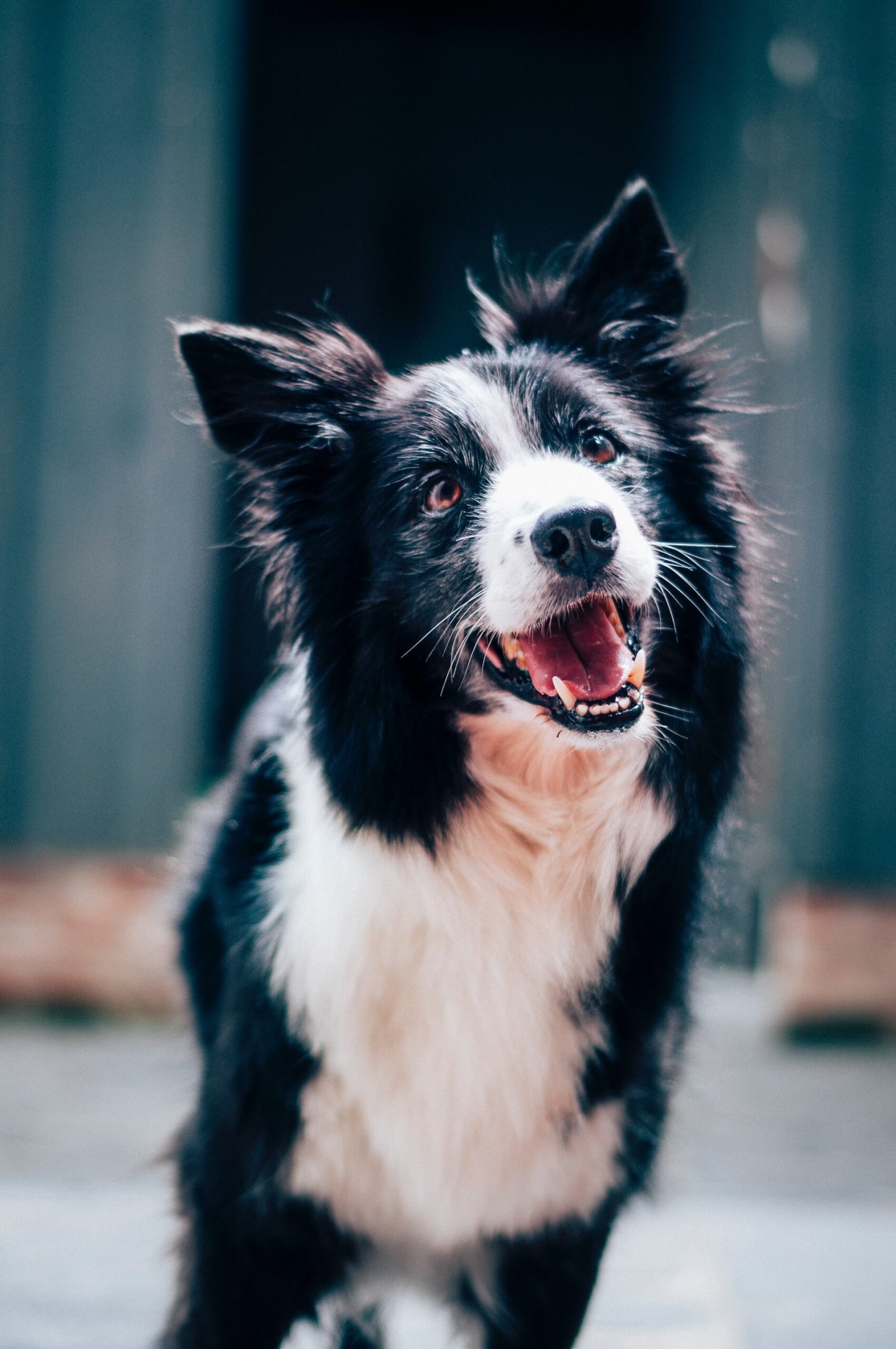 A black dog is standing in front of a building.