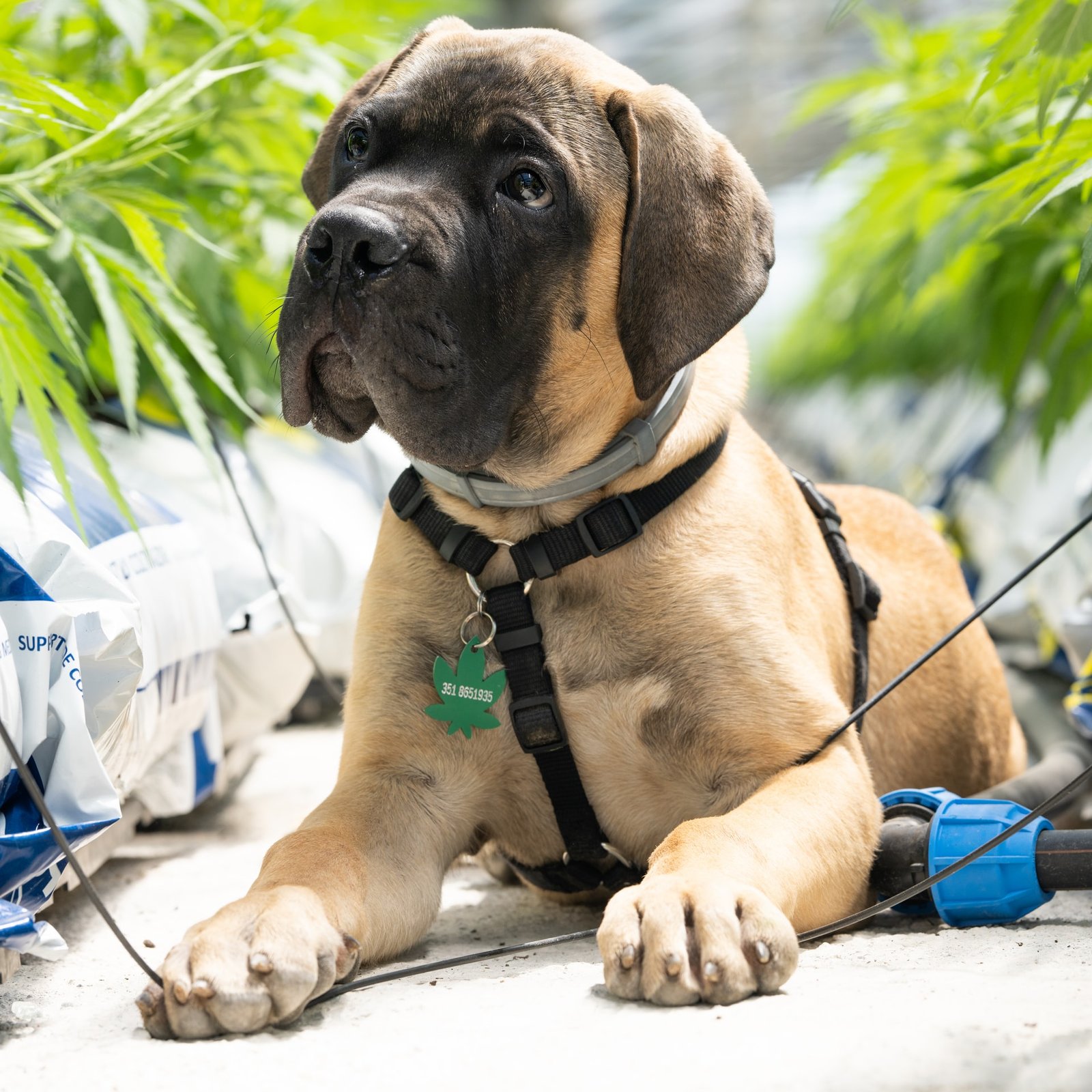 A manly dog sitting next to marijuana plants.