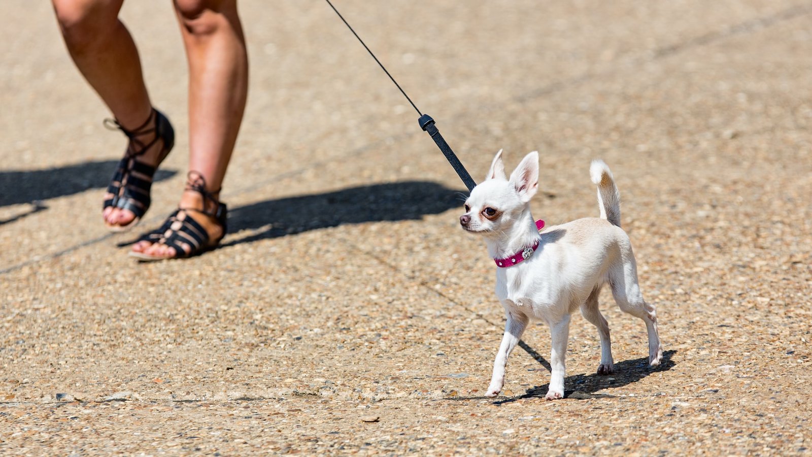 A manly man walking a chihuahua.