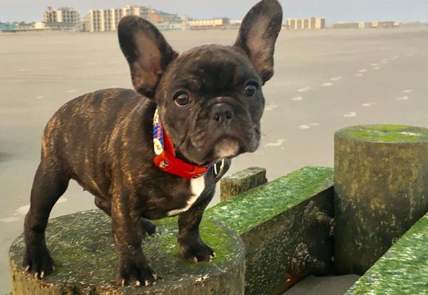 Adorable Puppies (2)