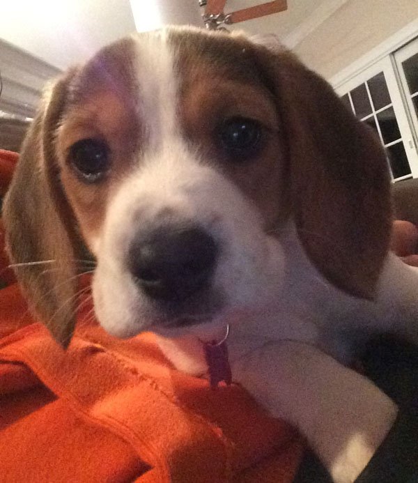 Adorable Puppies (5)