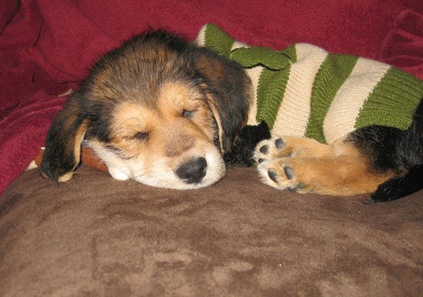 Adorable Puppies (12)