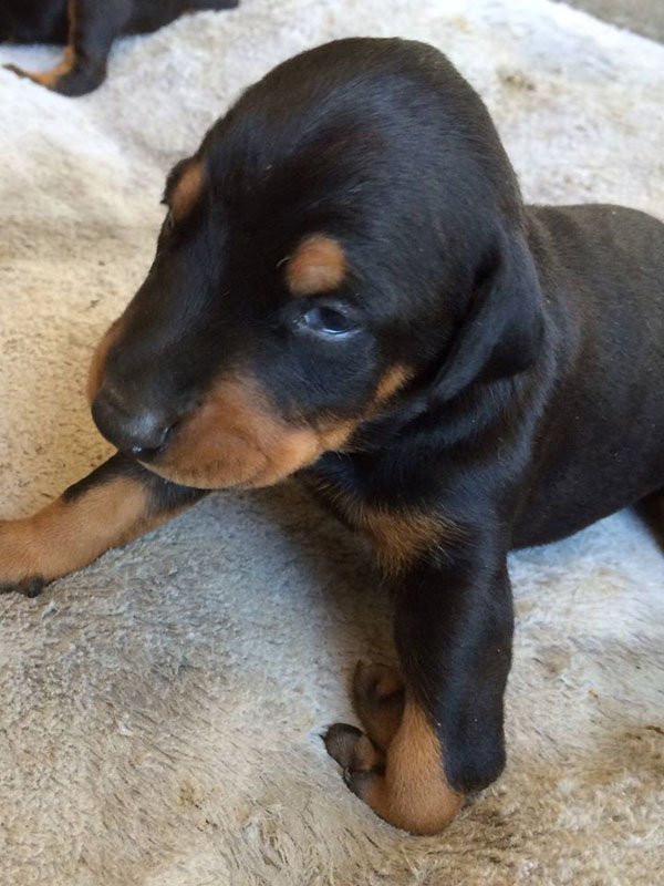 Adorable Puppies (14)