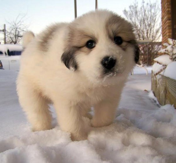 Adorable Puppies (27)