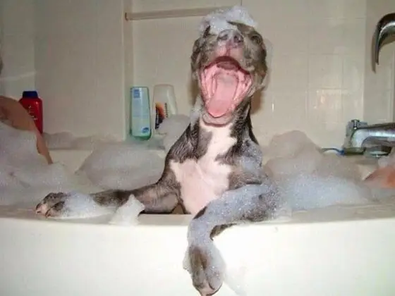 One of the 32 Animals That Are Having A Better Day Than You is a dog enjoying a relaxing bath in a tub with soap.