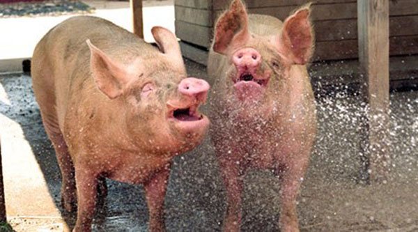 32 Happy Animals That Are Having A Better Day Than You. (3)