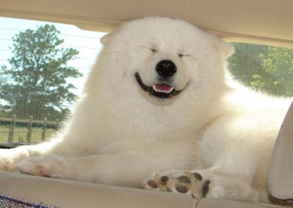 32 Happy Animals That Are Having A Better Day Than You. (4)