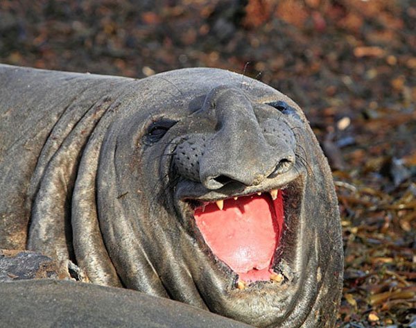 32 Happy Animals That Are Having A Better Day Than You. (6)