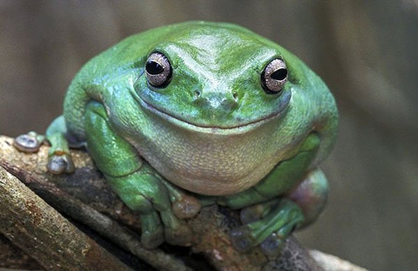 32 Happy Animals That Are Having A Better Day Than You. (7)