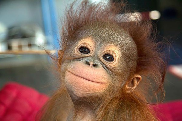 32 Animals That Are Having A Better Day Than You. (8)