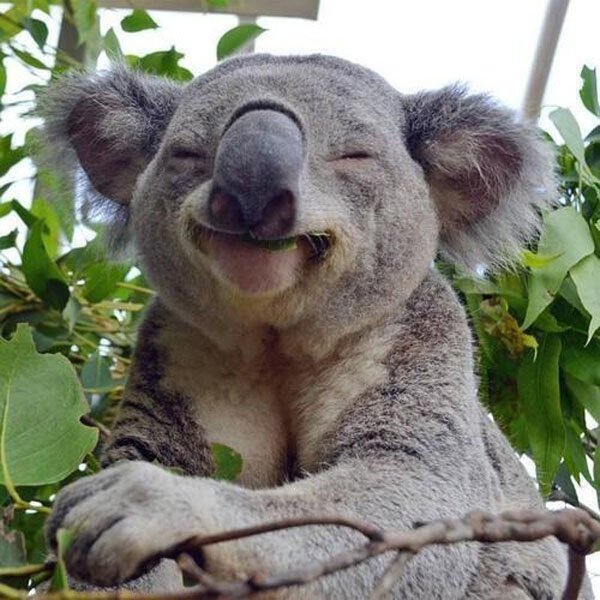 32 Animals That Are Having A Better Day Than You. (9)