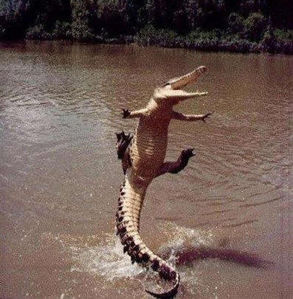 32 Animals That Are Having A Better Day Than You. (10)
