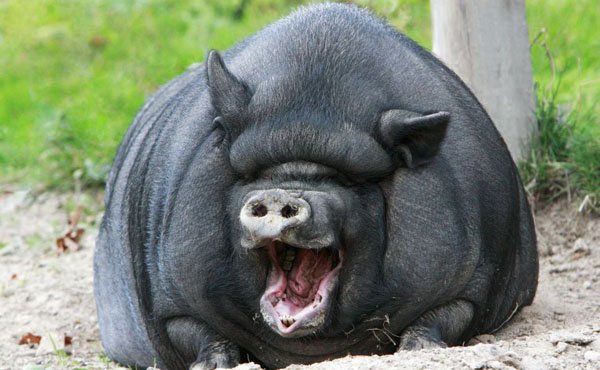 32 Animals That Are Having A Better Day Than You. (11)