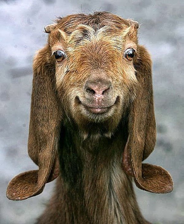 32 Animals That Are Having A Better Day Than You. (13)