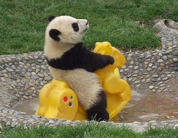 32 Animals That Are Having A Better Day Than You. (14)