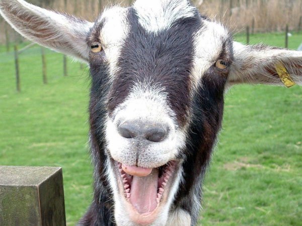 32 Animals That Are Having A Better Day Than You. (15)
