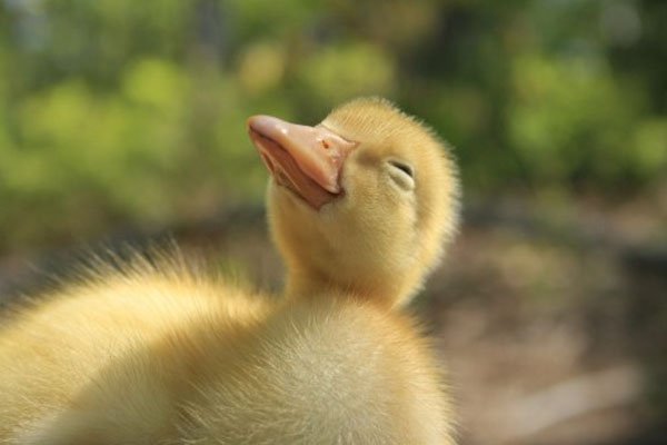 32 Animals That Are Having A Better Day Than You. (16)