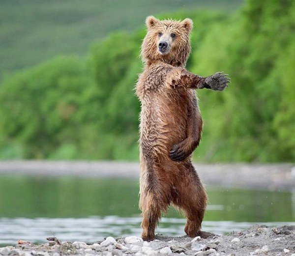 32 Animals That Are Having A Better Day Than You. (17)