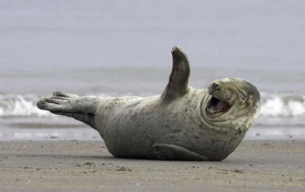 32 Animals That Are Having A Better Day Than You. (18)