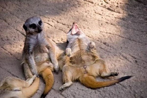 32 Animals That Are Having A Better Day Than You. (19)