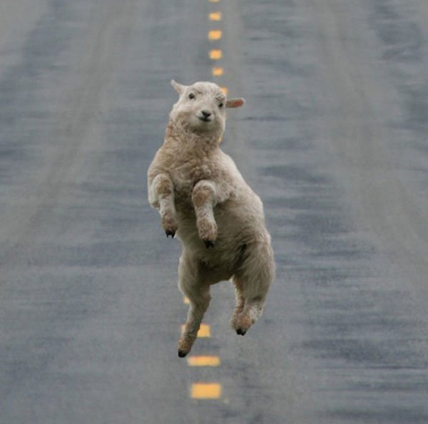 32 Animals That Are Having A Better Day Than You. (20)