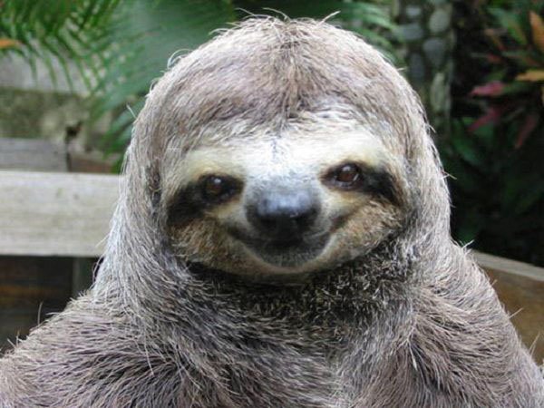 32 Animals That Are Having A Better Day Than Yo
u. (21)