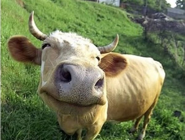 32 Animals That Are Having A Better Day Than You. (22)