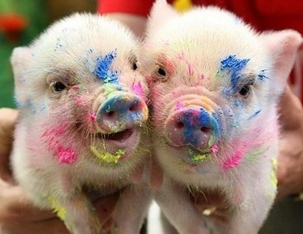 32 Animals That Are Having A Better Day Than You. (24)