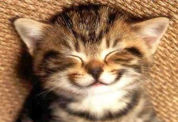 32 Animals That Are Having A Better Day Than You. (25)