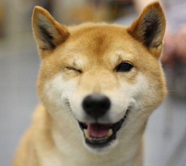 32 Animals That Are Having A Better Day Than You. (26)