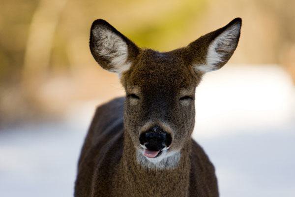 32 Animals That Are Having A Better Day Than You. (27)
