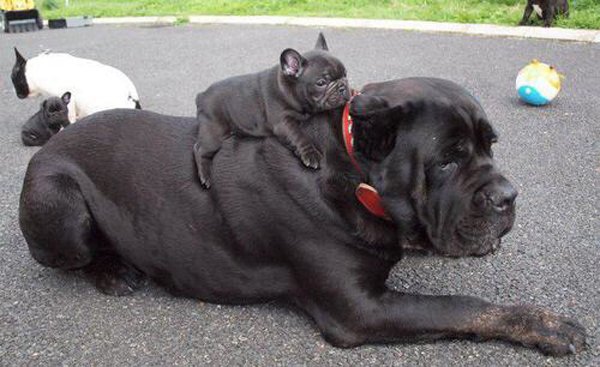 32 Animals That Are Having A Better Day Than You. (28)