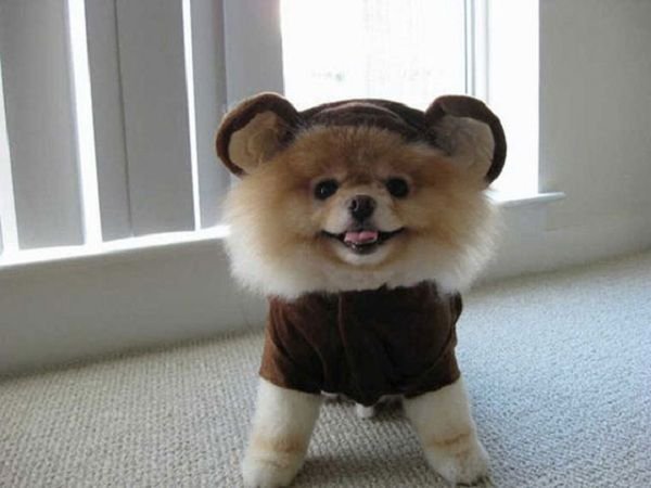 32 Animals That Are Having A Better Day Than You. (29)