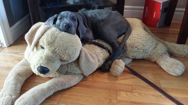 32 Animals That Are Having A Better Day Than You. (30)