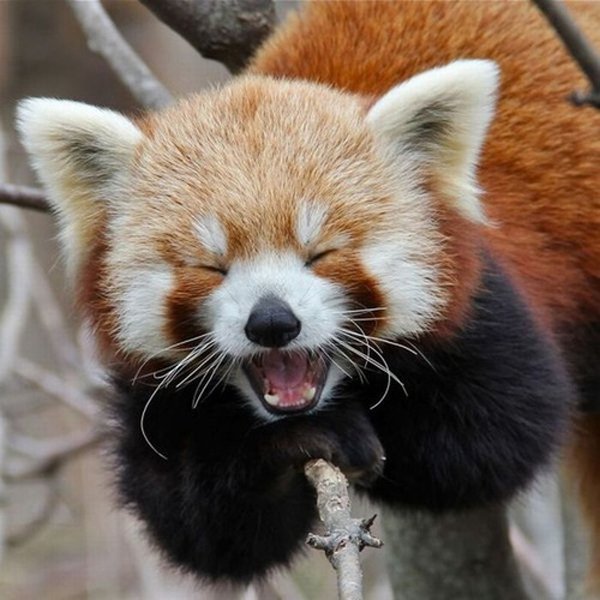 32 Animals That Are Having A Better Day Than You. (31)