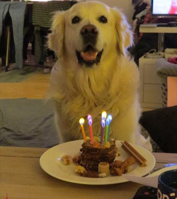 32 Animals That Are Having A Better Day Than You. (32)