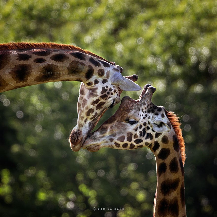 Marina Cano Wildlife Photographer