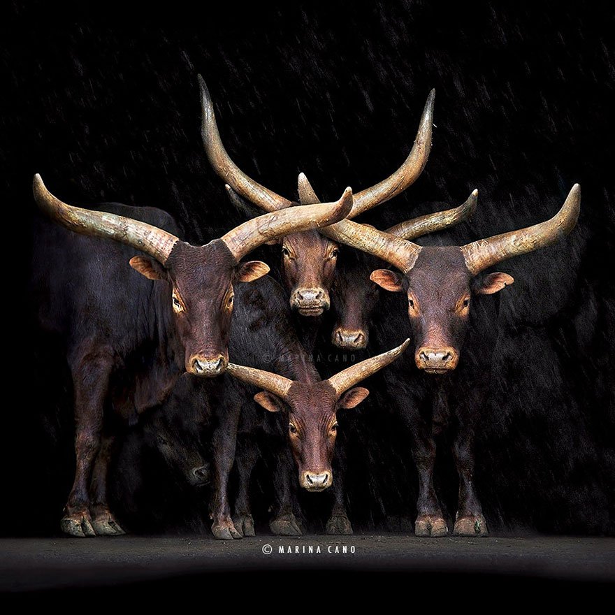 Marina Cano Wildlife Photography