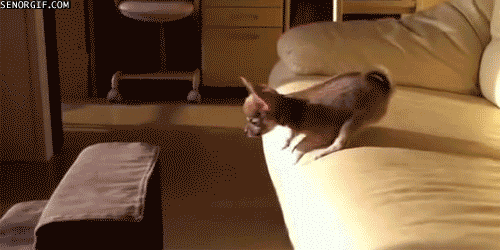The funniest fail GIFS on the internet. (5)