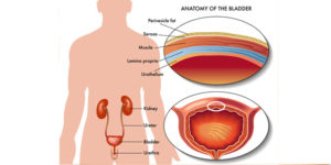 דיקור סיני לבעיות במערכת השתן