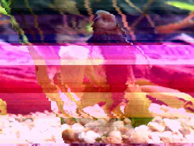 foto po odzyskaniu z uszkodzonego systemu plików w większości nieczytelne